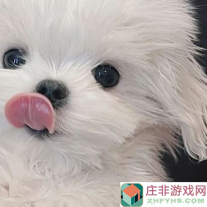 狗狗呼叫喵星喵星福利狂欢！快来喵星朋友圈打卡赢钻石礼包，实力对抗对手升级不是梦~