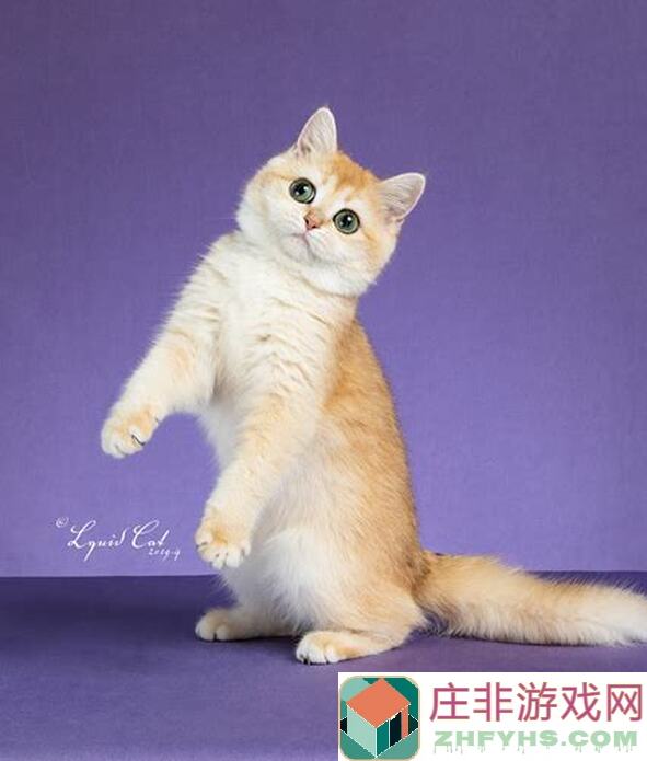 猫之城现版本C位SSR推荐，少走弯路，技能数值打分全攻略！欢迎批评指正！