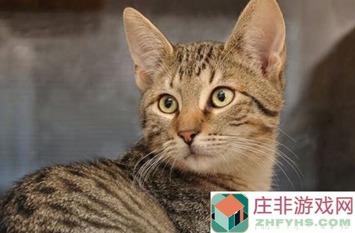 猫和老鼠氵全收集攻略：轻松闯关，横扫障碍，秒懂技巧教会你！